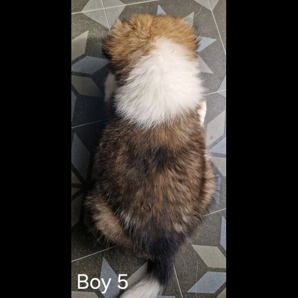 Rough Collie - Both