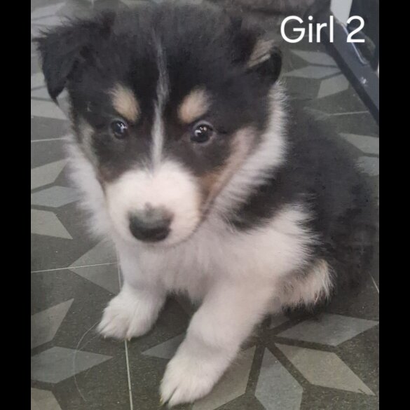 Rough Collie - Both