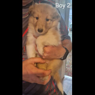 Rough Collie - Both