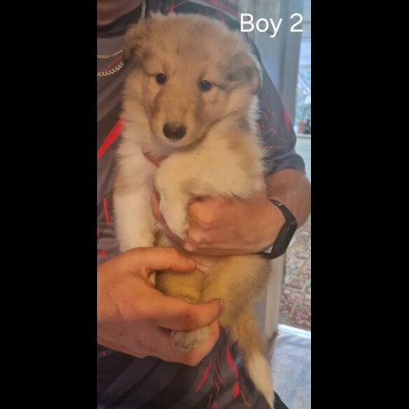 Rough Collie - Both