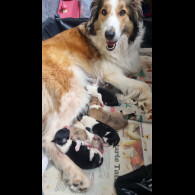 Rough Collie - Both