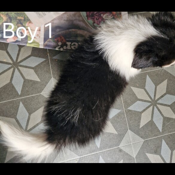 Rough Collie - Both