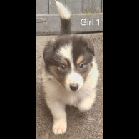 Rough Collie - Both