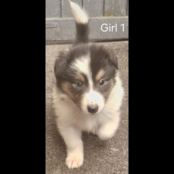 Rough Collie - Both