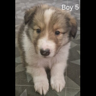 Rough Collie - Both