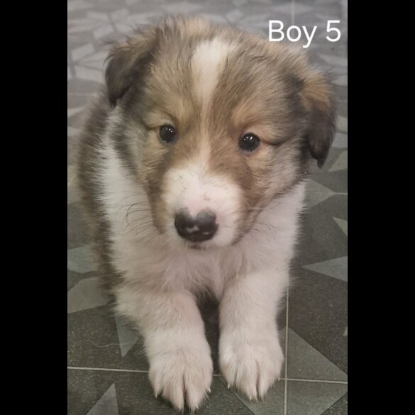 Rough Collie - Both