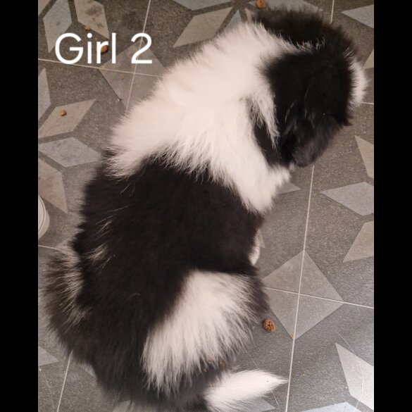 Rough Collie - Both
