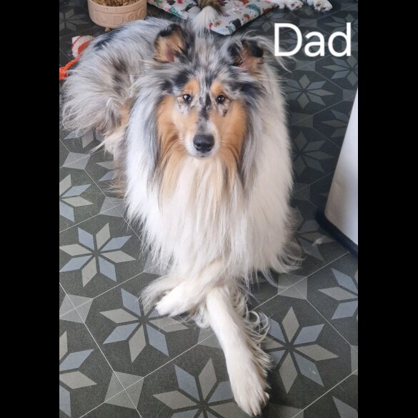 Rough Collie - Both