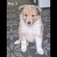Rough Collie - Both