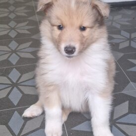 Rough Collie - Both