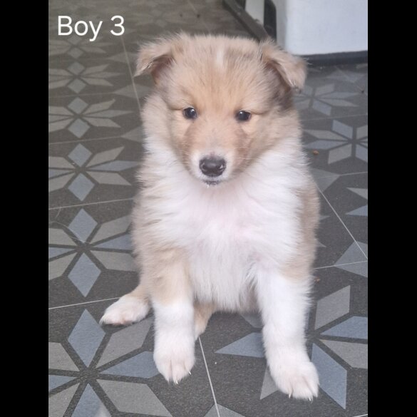Rough Collie - Both