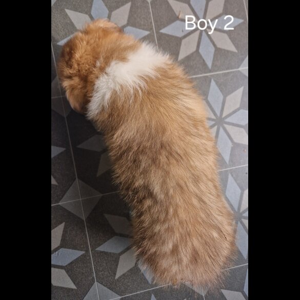 Rough Collie - Both