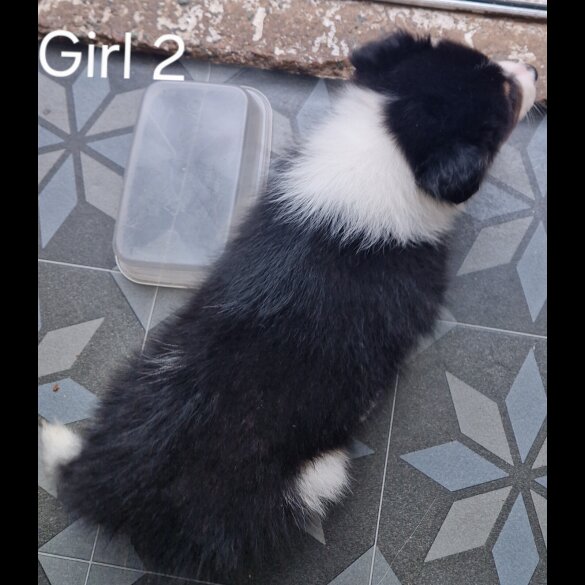 Rough Collie - Both