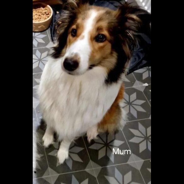 Rough Collie - Both