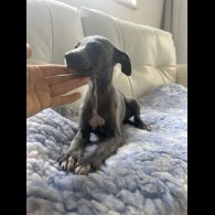 Whippet - Both