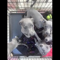 Whippet - Both