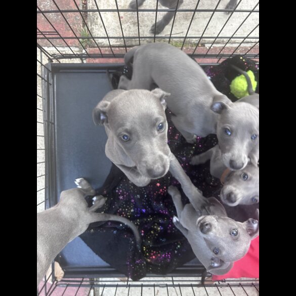 Whippet - Both