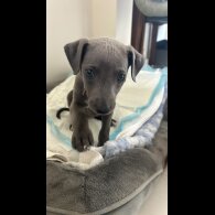 Whippet - Both
