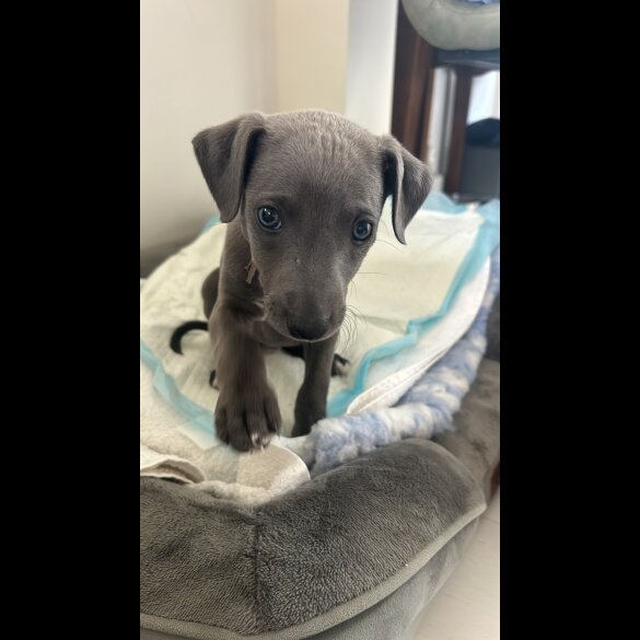 Whippet - Both