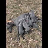 Whippet - Both
