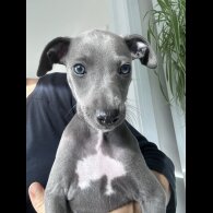 Whippet - Both