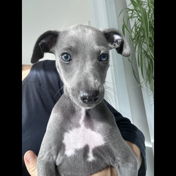 Whippet - Both