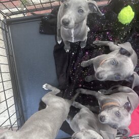 Whippet - Both