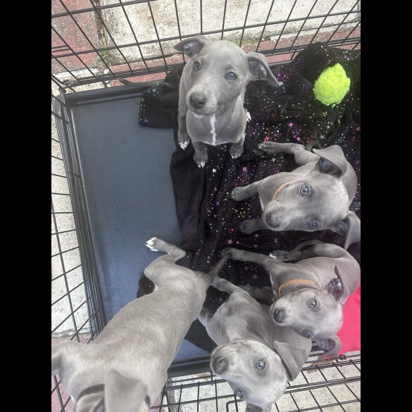 Whippet - Both