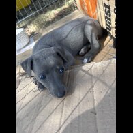 Whippet - Both