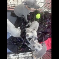 Whippet - Both