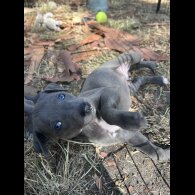 Whippet - Both