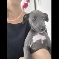 Whippet - Both