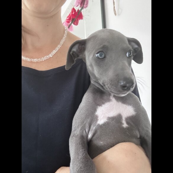 Whippet - Both
