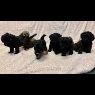 Yorkiepoo - Both