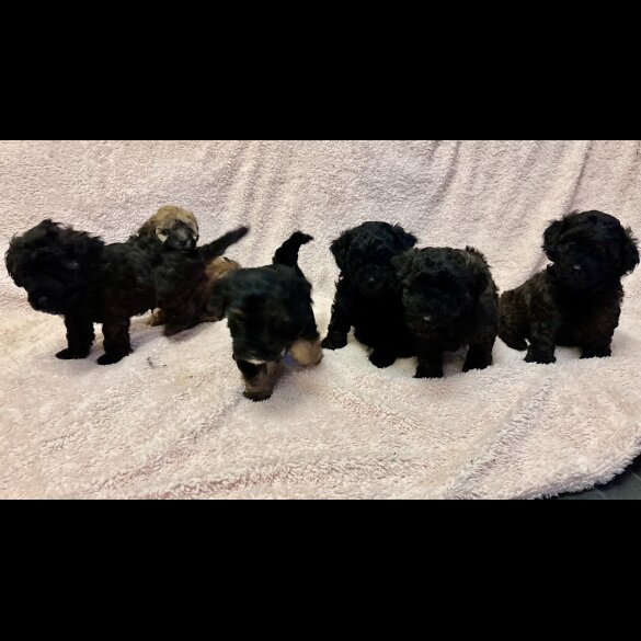 Yorkiepoo - Both