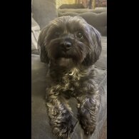 Yorkiepoo - Both