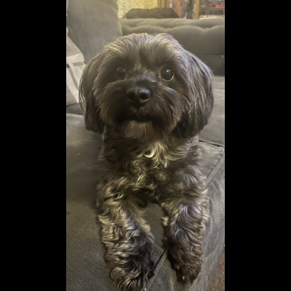 Yorkiepoo - Both