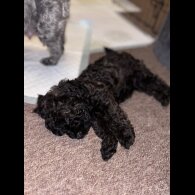 Yorkiepoo - Both