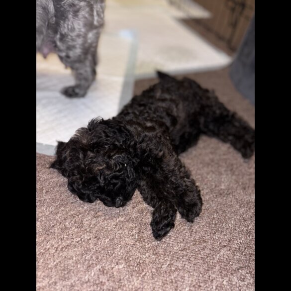 Yorkiepoo - Both