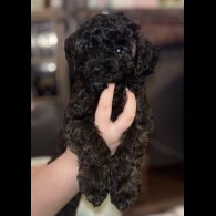 Yorkiepoo - Both