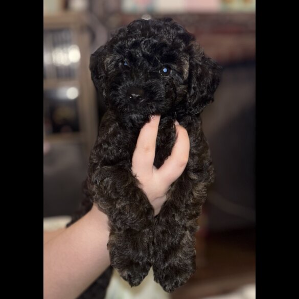 Yorkiepoo - Both