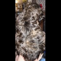 Yorkiepoo - Both