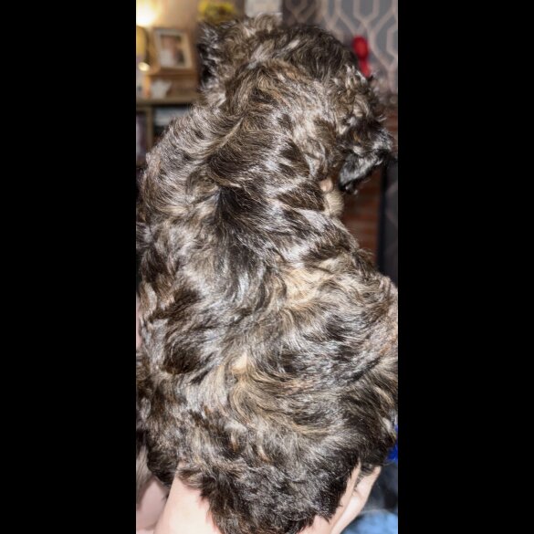 Yorkiepoo - Both