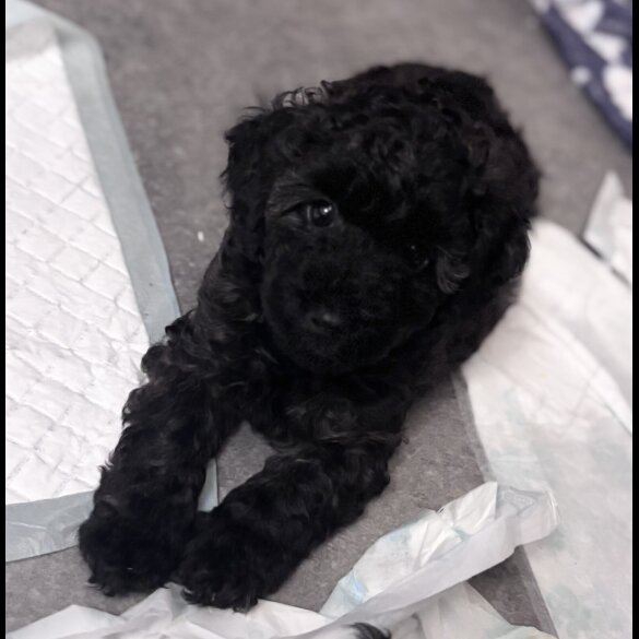 Yorkiepoo - Both