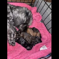 Yorkiepoo - Both