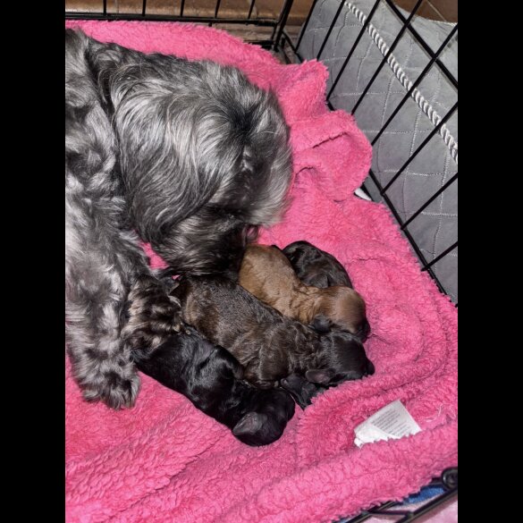 Yorkiepoo - Both