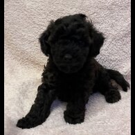 Yorkiepoo - Both