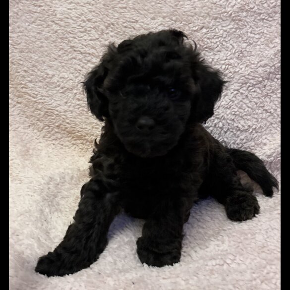 Yorkiepoo - Both