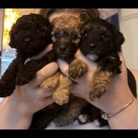 Yorkiepoo - Both