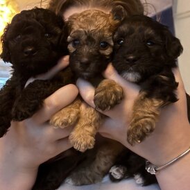 Yorkiepoo - Both